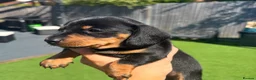 Miniature Dachshund dogs for sale: 3 beautiful Black and Tan miniature dachshunds 🐾 - Advert 1