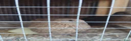 Quail poultry for sale: Hatching eggs sparkly and glitters  - Advert 15