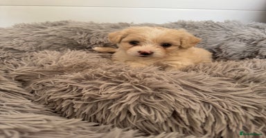 Bichon Frise dogs - Advert 14