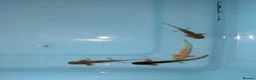 Axolotl reptiles for sale: Axolotl babies 15 weeks old multiple variations in Peterborough - Advert 3