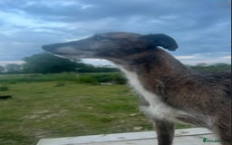 Lurcher dogs for sale: Lurcher puppies  - Image 7