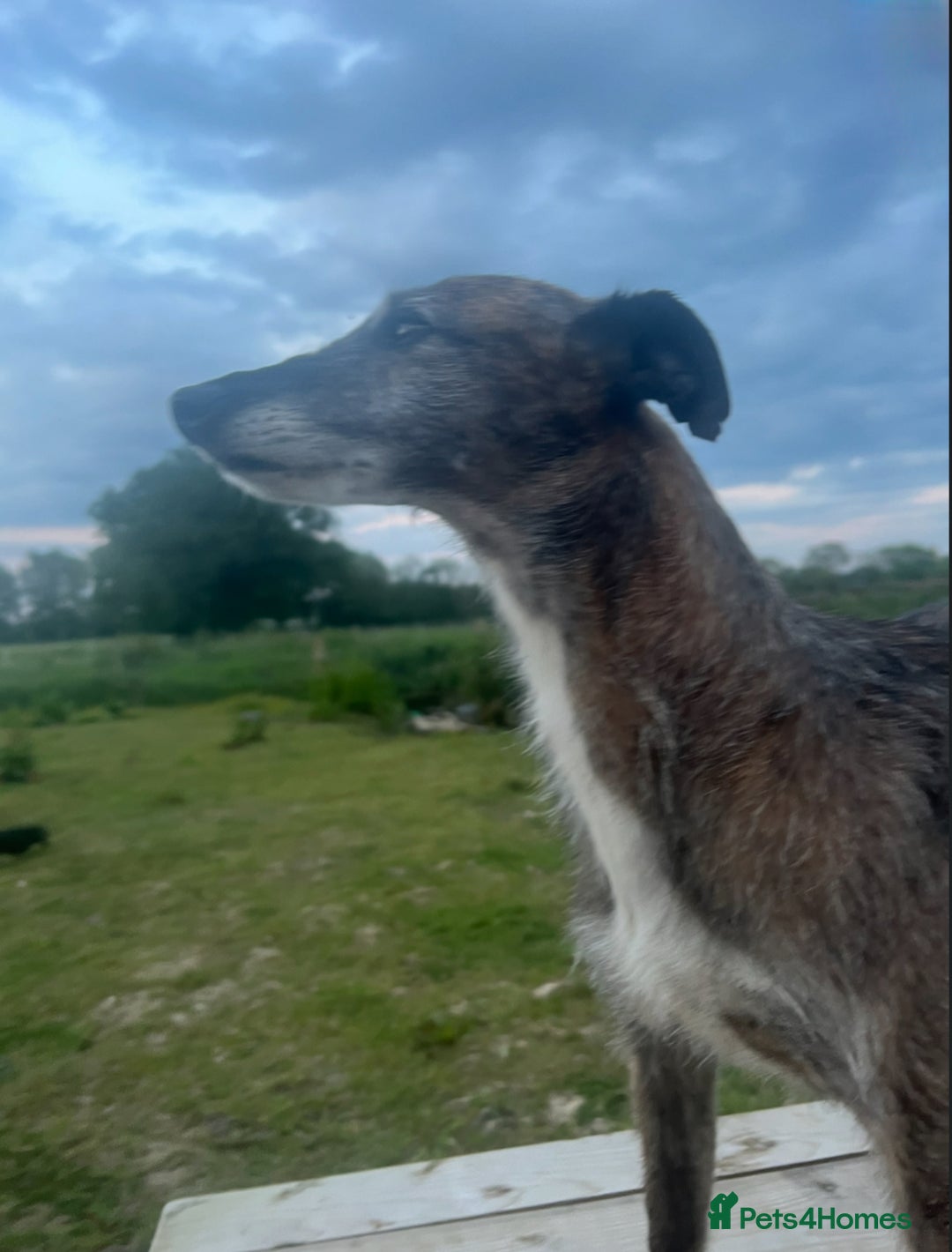 Lurcher dogs for sale: Lurcher puppies  - Image 7