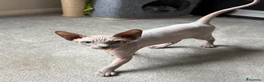 Sphynx 1