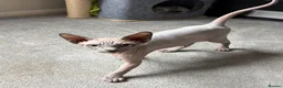 Sphynx cats for sale: Sphynx girls for sale  - Advert 9