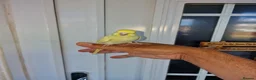 Budgerigars birds for sale: Super hand tamed baby budgies  - Advert 12