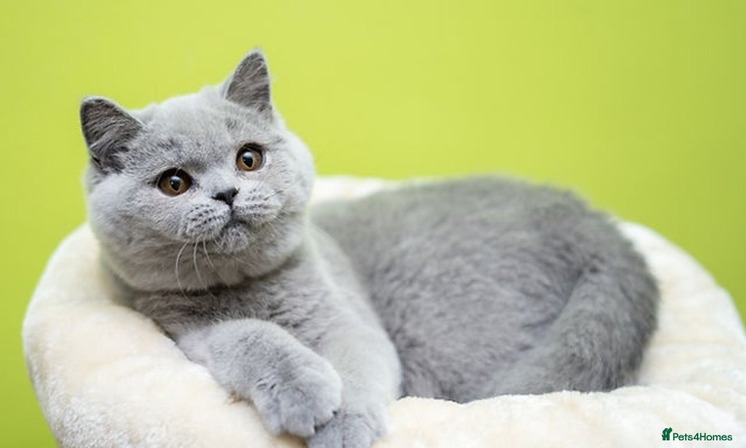 British Shorthair cats for sale: British Shorthair Kittens - Advert 3