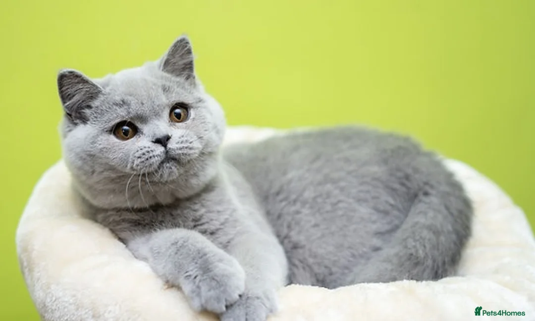 British Shorthair cats for sale: British Shorthair Kittens - Advert 3