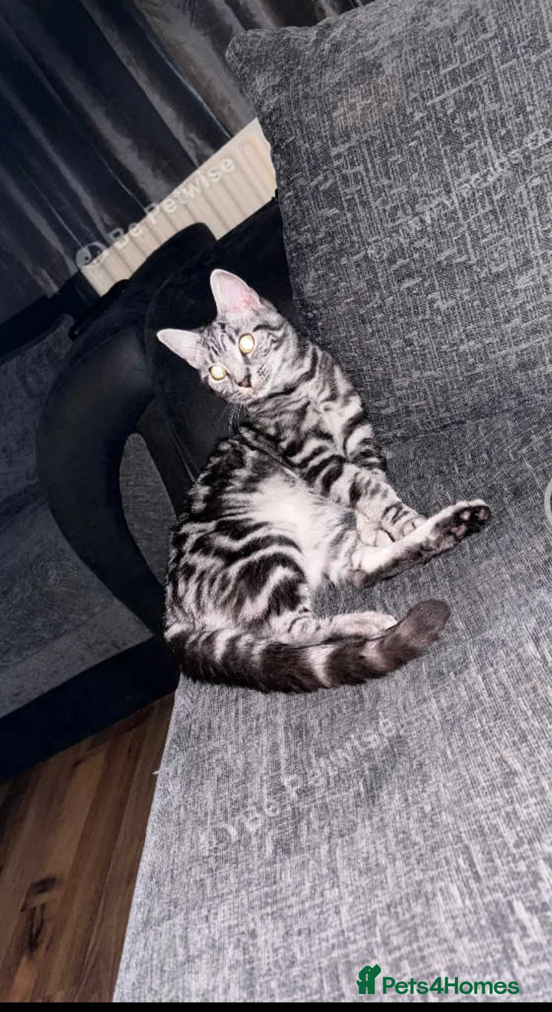 Mixed Breed cats for sale: 1 year old male cat  - Advert 3