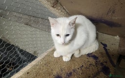 Turkish Angora cats for sale: British short-hair and turkish angora - Advert 4