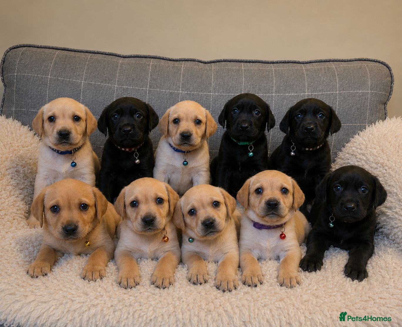 Labrador Retriever dogs Hips/elbows/eyes/dna/kc 5 star licensed - Advert 3