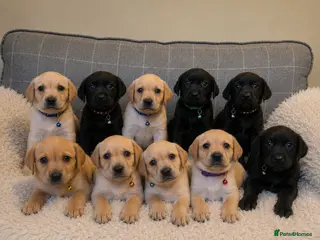 Labrador Retriever dogs Hips/elbows/eyes/dna/kc 5 star licensed - Advert 3