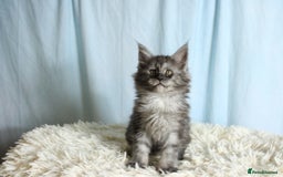 Maine Coon cats for sale: 🔥Stunning Maine Coon kittens🔥 - Image 17
