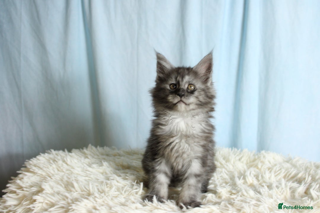 Maine Coon cats for sale: 🔥Stunning Maine Coon kittens🔥 - Image 17
