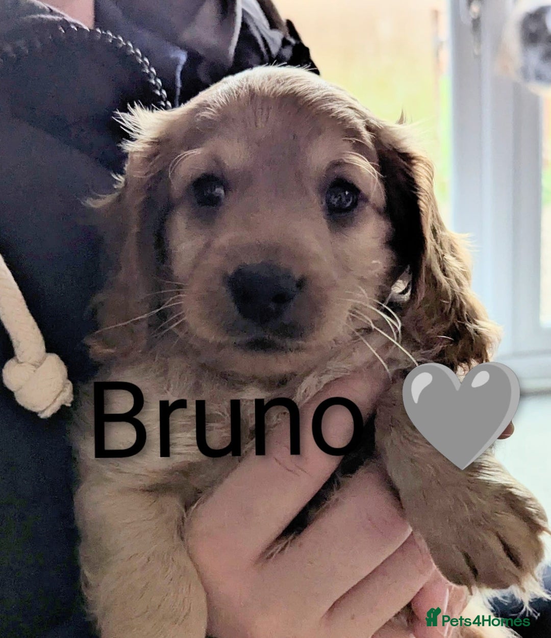 Cockapoo dogs for sale: 🐶 8 Gorgeous F2 Cockapoo Puppies – Ready Soon! 🏡 - Advert 7