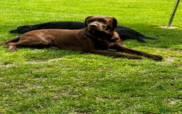Labrador Retriever dogs for stud: Health Tested KC Chocolate Labrador for stud duty  in Trowbridge - Image 2