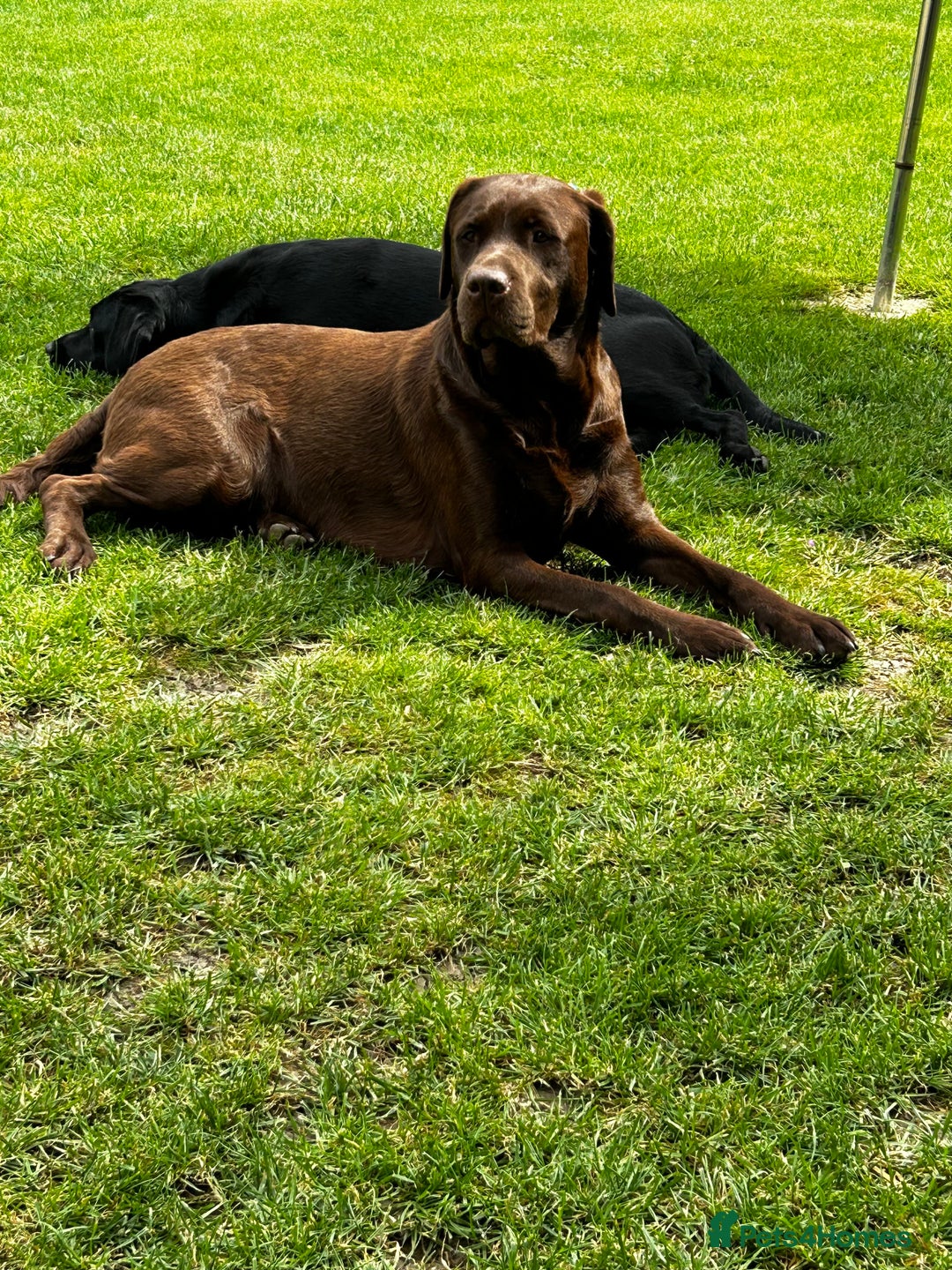 Labrador Retriever dogs for stud: Health Tested KC Chocolate Labrador for stud duty  in Trowbridge - Image 2