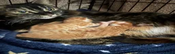 Mixed Breed cats for sale: 4 beautiful ginger boys  - Advert 8