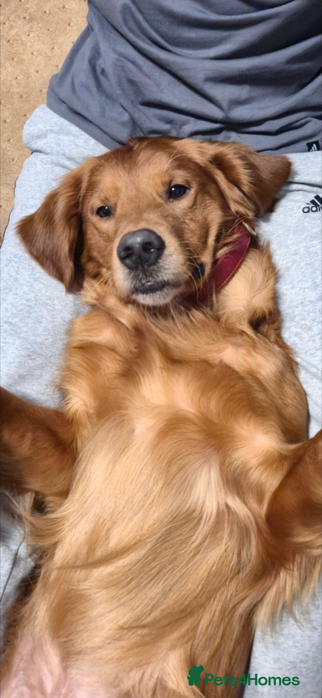 Golden Retriever dogs for stud: KC registered stud  - Advert 7