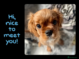 Cavalier King Charles Spaniel dogs Stunning Cavalier King Charles Spaniel Puppies - Advert 1