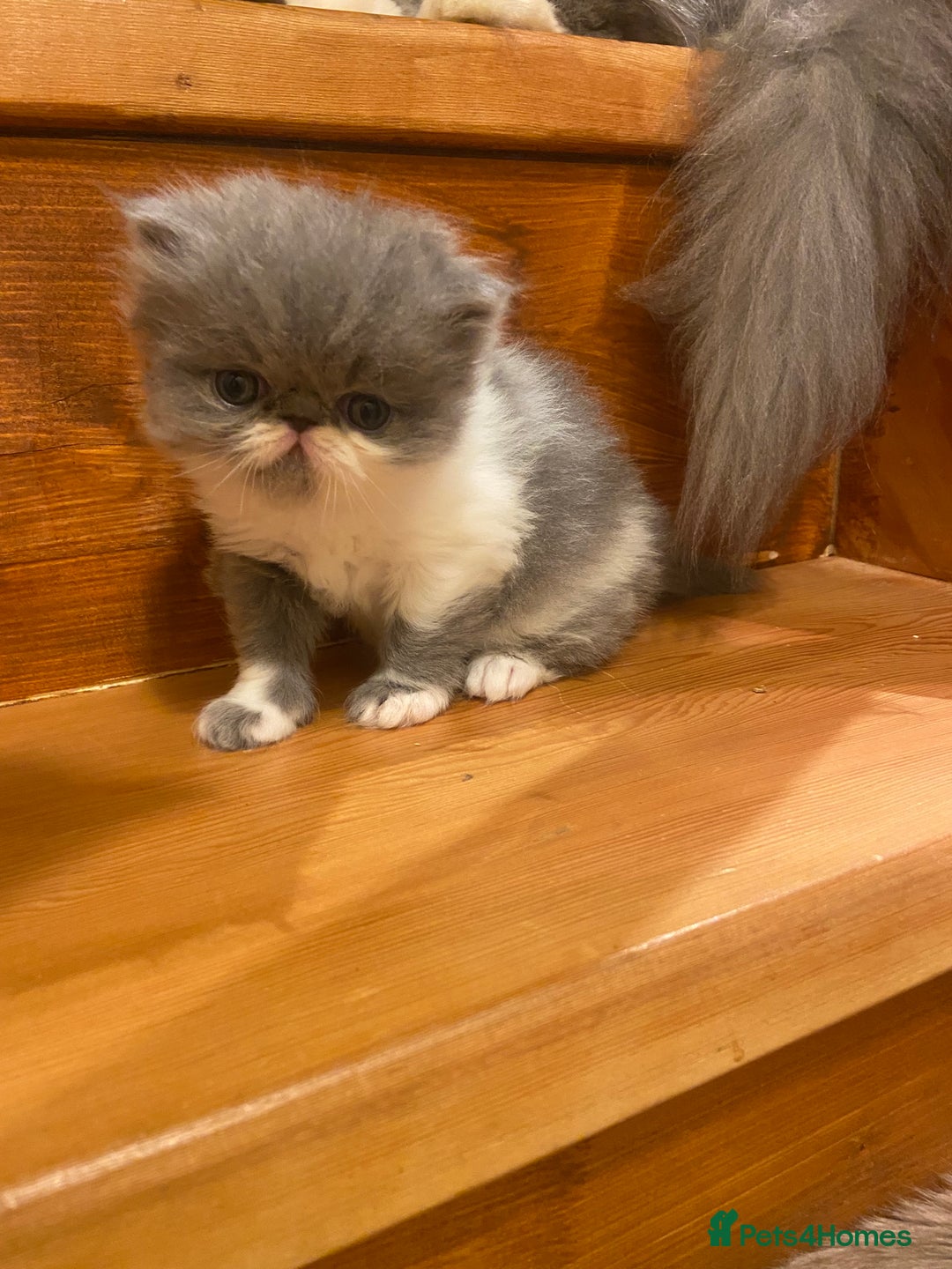 Persian cats for sale: Stunning pedigree Persian kittens - Advert 13