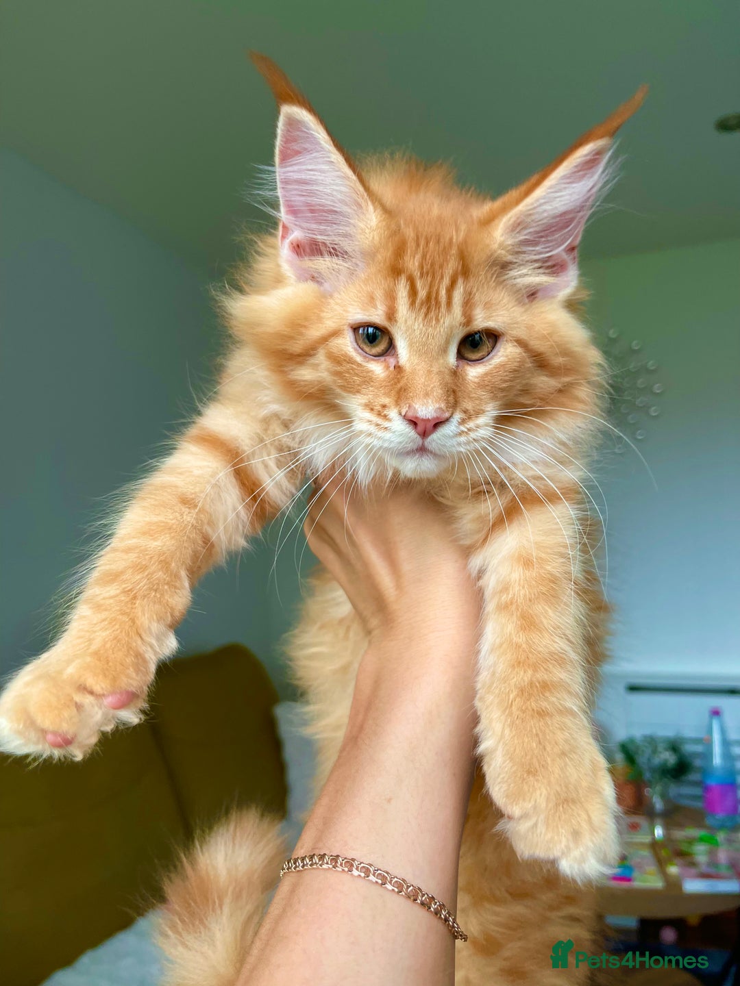 Maine Coon cats for sale: Maine Coon XXXL - Advert 6