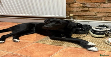 Mixed Breed dogs Meet DIESEL, a smart Boy for the Right Loving Home - Advert 1