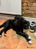 Mixed Breed dogs Meet DIESEL, a smart Boy for the Right Loving Home - Advert 4