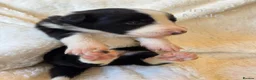 Border Collie dogs for sale: Pure Bred Border Collie Puppies For Sale - Advert 11