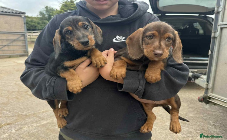 Dachshund dogs - Advert 1