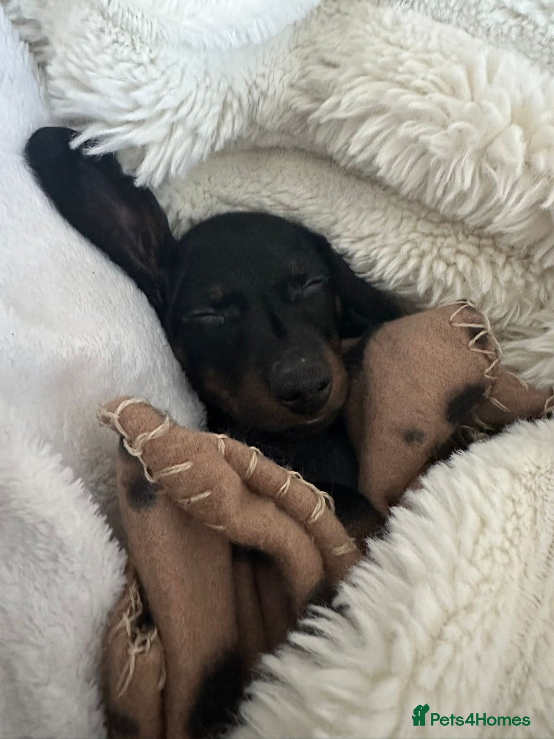 Dachshund dogs for sale: Beautiful male dachshund puppy  - Advert 2