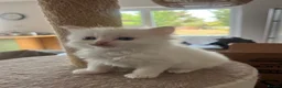 Ragdoll cats for sale: ❤️Beautiful Ragdoll Kittens❤️ in Brentwood - Advert 8