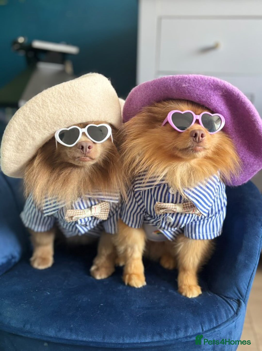 Pomeranian dogs for stud: Kai Kai lilac boy 💜  ( STUD ONLY ) (PROVEN)  in Liverpool - Advert 24