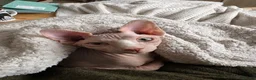 Sphynx cats for sale: 9 month old sphynx male  - Advert 8