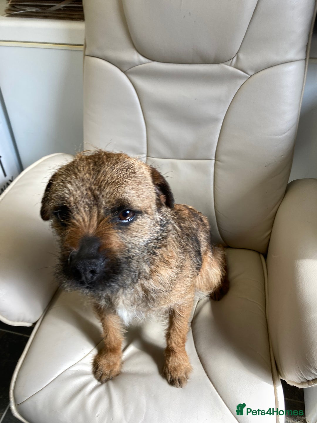 Border Terrier dogs for stud: MEET BODIE  in Maidstone - Image 13