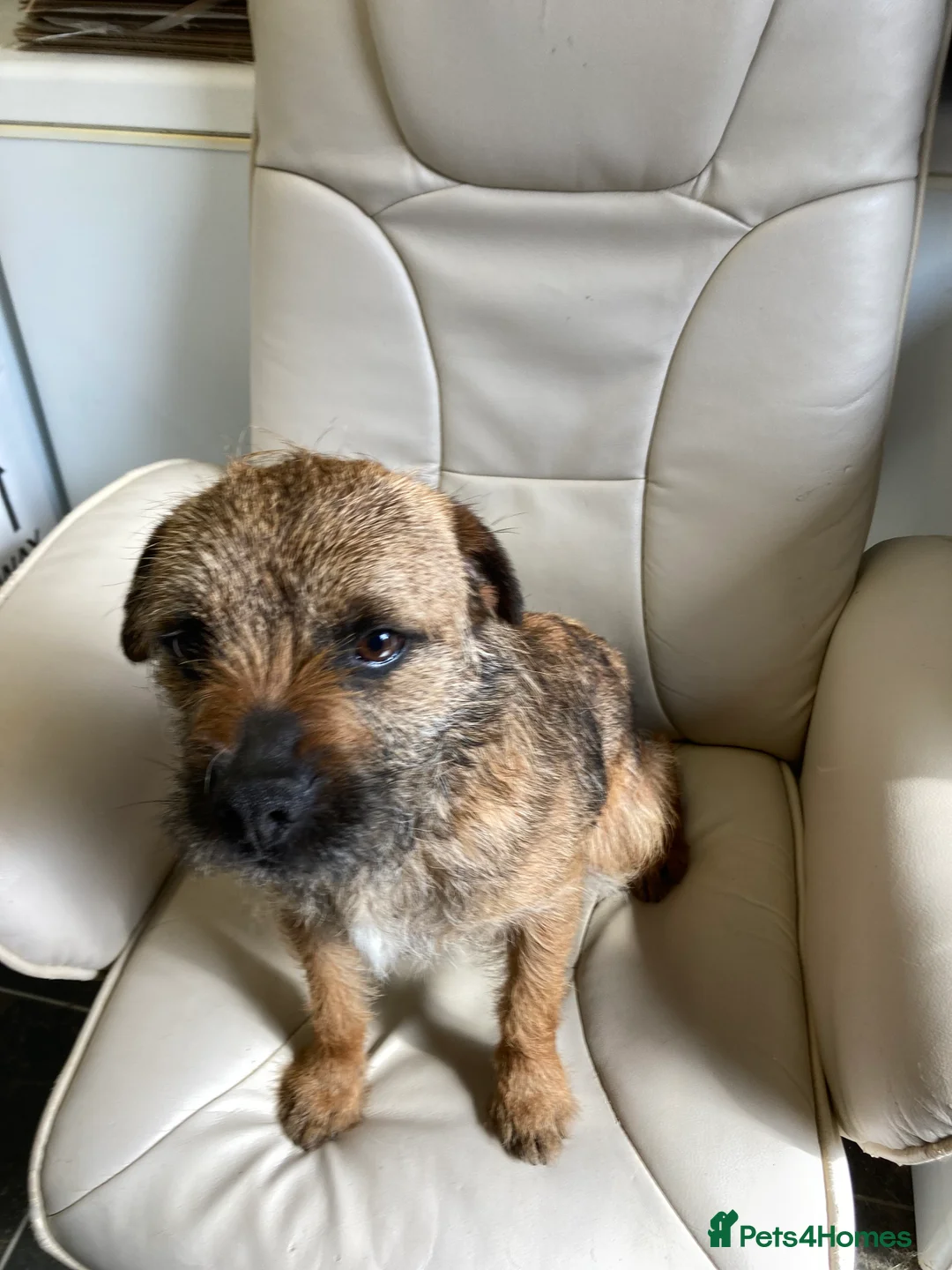 Border Terrier dogs for stud: MEET BODIE  in Maidstone - Advert 13