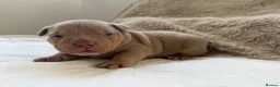 American Bully dogs for sale: 🐾Exceptional ABKC Lilac Tri Pocket Bully Puppies - Advert 14