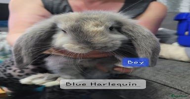 French Lop rabbits - Advert 5