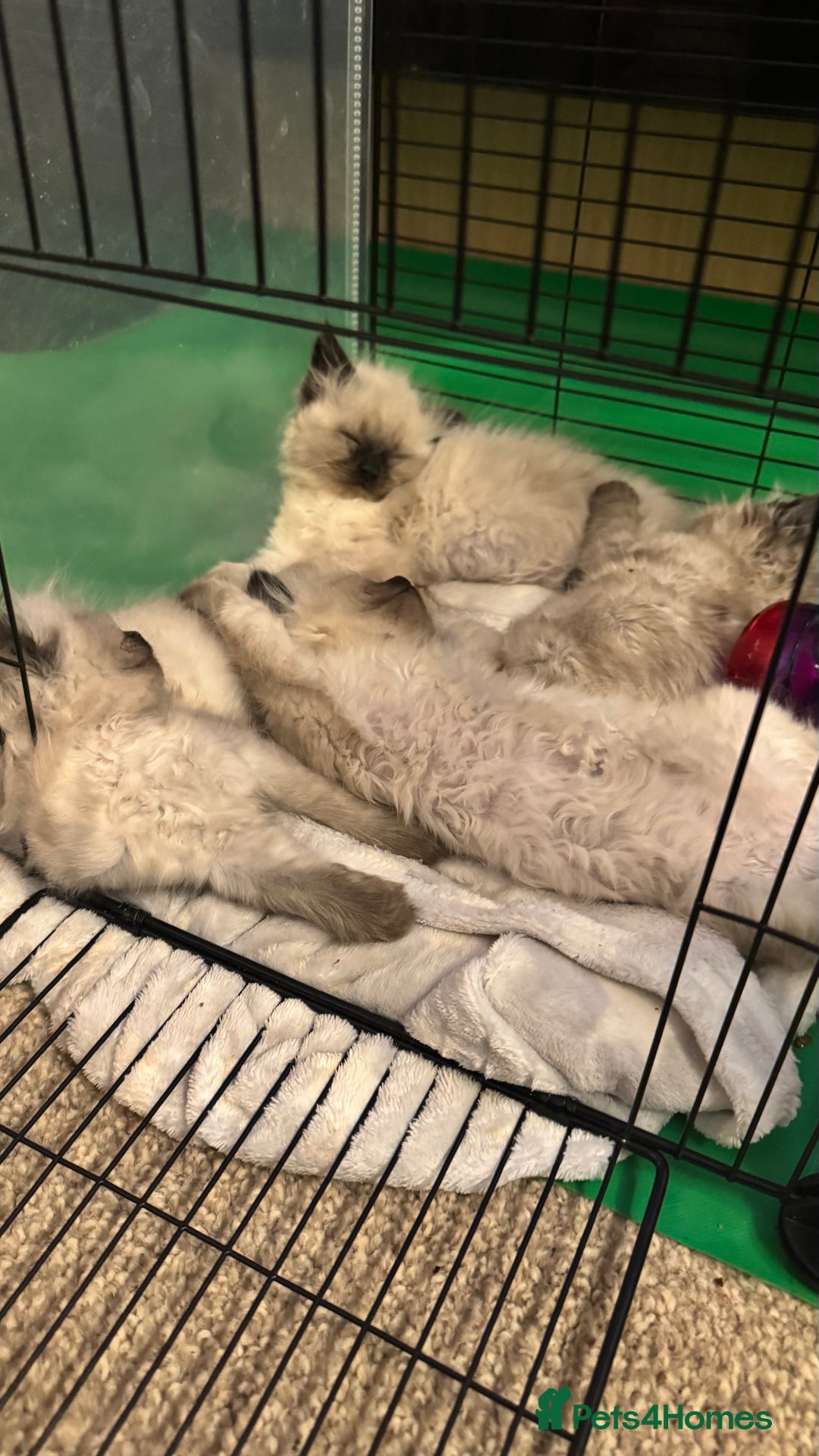 Ragdoll cats for sale: 2 beautiful female ragdoll kittens - Advert 3