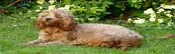 Cavapoo dogs for stud: Cavapoo Stud Dog  5.8kg. 5* Council reg’d - Advert 8