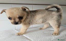 Pomchi dogs for sale: Wonderful pomchi puppies  - Image 6