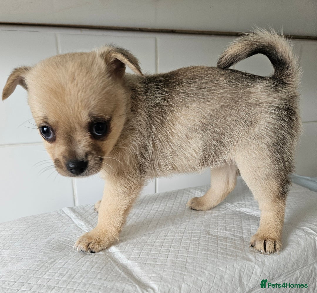 Pomchi dogs for sale: Wonderful pomchi puppies  - Image 6