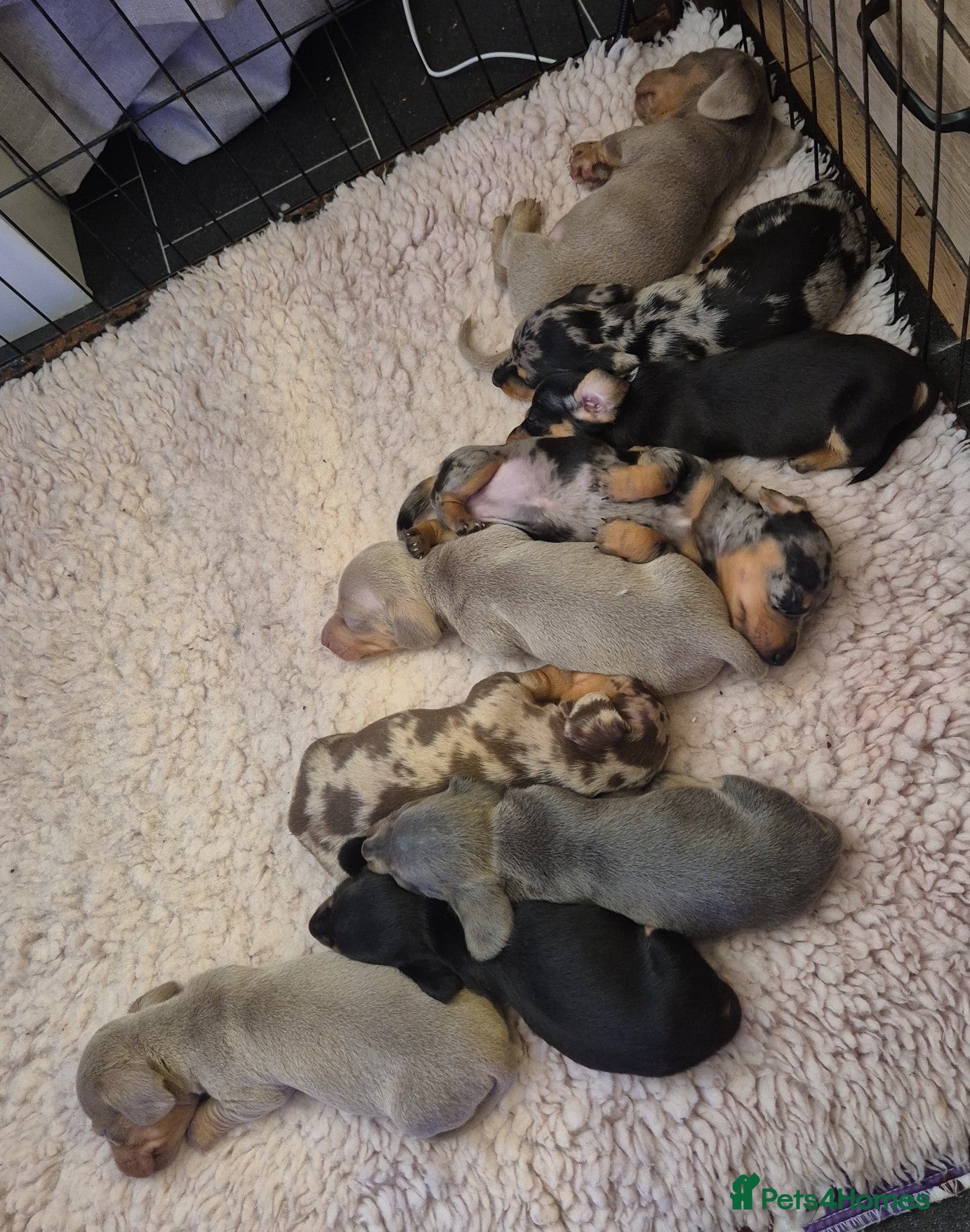 Miniature Dachshund dogs 3 LEFT ⭐️KC Health Tested Miniature Dachshund ⭐️ - Advert 18