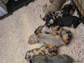 Miniature Dachshund dogs 3 LEFT ⭐️KC Health Tested Miniature Dachshund ⭐️ - Advert 9