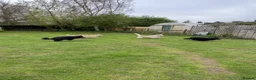 German Shepherd dogs for sale: White Apricot/Cream 3yrs old (2023). - Advert 6