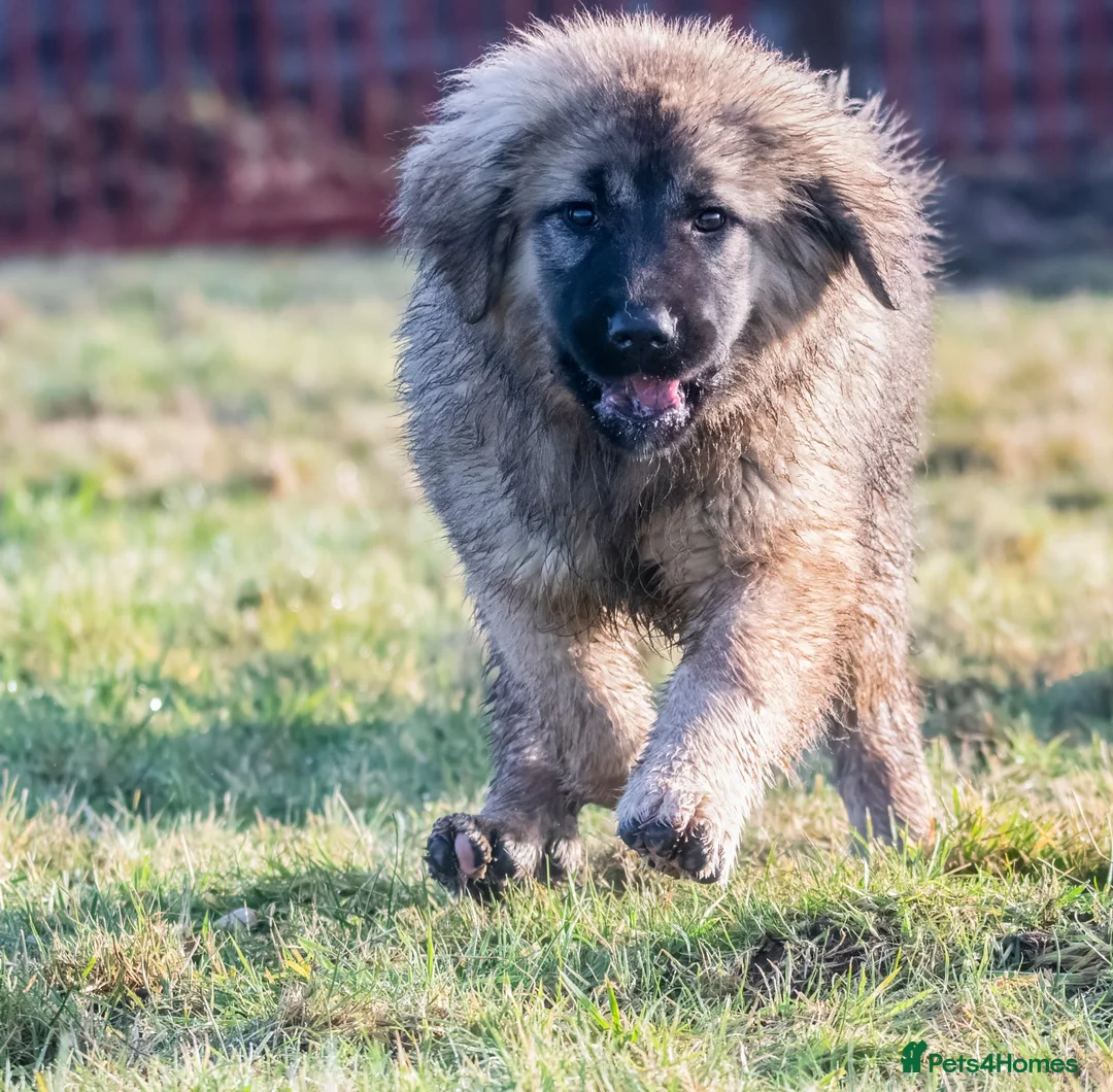 Caucasian Shepherd Dog dogs for sale: Caucasian Shepherd ( Caucasian Ovcharka ) RKC regg - Advert 7