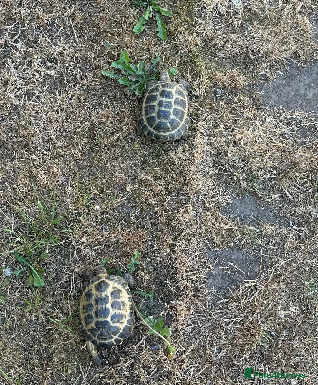 Tortoise reptiles for sale: 6 x spur thighed  1 x migrated - Advert 2