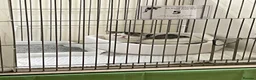 Exotic cats for sale: Gorgeous GCCF reg. Exotic kittens - Advert 4