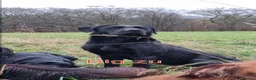 Labrador Retriever dogs for stud: Fully health tested Labrador stud - Advert 6
