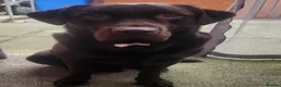 Labrador Retriever dogs for stud: Chocolate lablador retriever  in Glasgow - Advert 7
