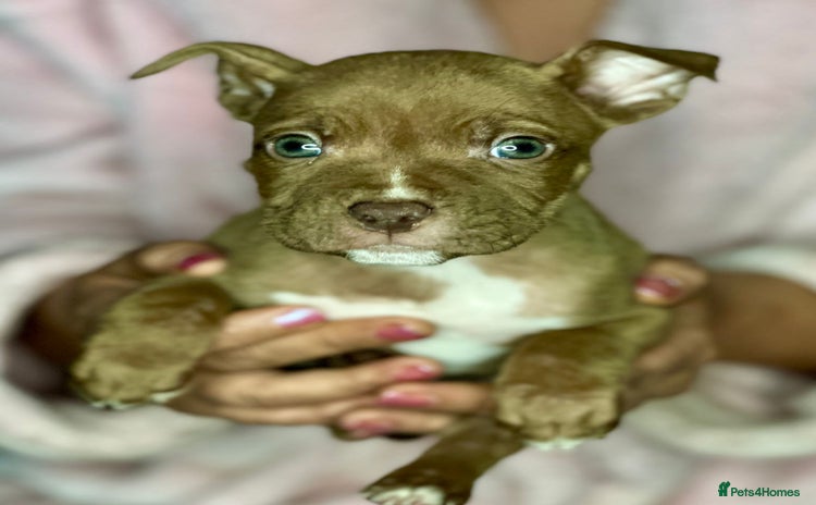 Mixed Breed dogs - Advert 8